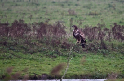 Afgelopen woensdag canonworkshop. Deze zeearend gezien geweldig vogel.