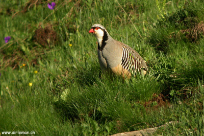 Perdrix bartavelle - Steinhuhn.
Up to 2300 meters, just near the road.
This is digiscoping - Valais