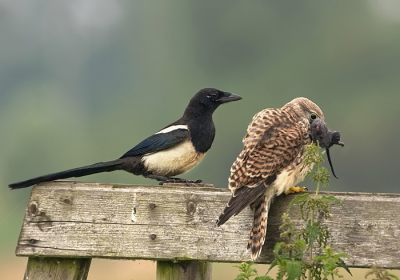 de brutale ekster stond even in dubio om de muis af  te pakken,  toch maar niet gedaan.