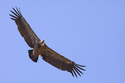Dagen rondgelopen en gefascineerd door al het vogelgeweld van dit fantastische gebied. Uren doorgebracht bij alle vogelrotsen als Peafalcon. Moeilijk, moeilijk voor de beginnende vogelfotograaf; het beweegt (tja!), dat harde licht .. maar wat een spektakel. Tweede opload voor Birdpix. Ik ben blij met elke suggestie.
