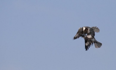 Twee vechtende Bandijsvogels, gefotografeerd tijdens mijn vakantie in West-Amerika