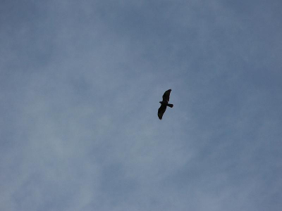 Ook eens een overvliegende vogel proberen met mijn Kodak.

De boomvalken waren me iets te snel af.