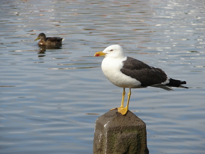 In deze vakantie ben ik met avanta reizen naar IJsland geweest. 

IJsland is echt een super mooi en vooral een ongerept RUIG land, ik heb dan ook veel mooie foto's kunnen maken en daar zal ik er een aantal van op nederpix en bidpix zetten (als ze er door komen;)

Deze foto heb ik de hoofdstad van Reykjavik genomen

Kijk voor meer fotos van IJsland op: http://picasaweb.google.com/mauriceweststrate/Avanta2009IJsland#