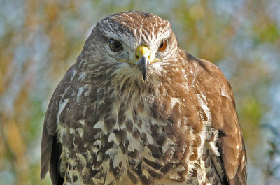 Vandaag maar weer eens naar de OVP gereden om te kijken wat ik voor mijn lens zou krijgen. De buizerd had ik eerst al zittend naast het pad gefotografeerd samen met nog een ander fotograaf. gelukkig kreeg ik verderop nog meer gelegenheid om de buizerd goed op de foto te zetten.