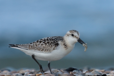 Deze drieteenstrandloper heb ik gefotografeerd dicht bij de vuurtoren tijdens mijn korte verblijf op Texel. Net als in een survivaloefening, kroop ik zo laag mogelijk over de grond om dichterbij te kunnen komen. Deze vind ik persoonlijk de leukste foto uit de reeks.