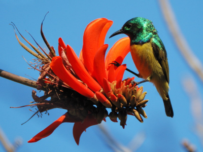 De Koraalbomen in het park stonden allen volop in bloei en trokken allerlij vogels aan, dit is een van de weinige geslaagde foto's van vele van deze vlugge rakkers