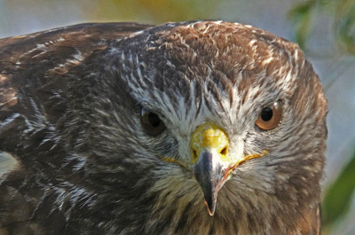 uit dezelfde serie buizerd foto's die ik gisteren gemaakt heb een nieuwe close-up, uit een andere foto gesneden. de punten die gisteren geleid hebben tot het tijdelijke album zijn bij deze foto ietsje beter. Ik hoop dan ook dat deze foto het wel gaat halen. Ik probeer op deze manier de grenzen te vinden voor wat goed genoeg is om in het verzamel en upload album terecht te komen. De scherpte is beter, de uitgebeten punten rechts van en op de snavel zijn een stuk kleiner en de scherpte is hier ook wat beter. "Ik denk goed genoeg" De lichtval is hetzelfde om de Buizerd en ik dezelfde positie gehouden hebben ten opzichte van de zon wel is de Buizerd hier wat lager gaan zitten met zijn kop waardoor het licht toch ietsje anders valt. Bijde portretten staan ook in mijn PA.