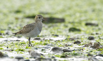 Een snelle blik over het wad leerde dat er enkele Goudplevieren rondliepen. Onder aan de dijk gaan zitten en tot mijn verrassing kwam er 1 snel heel dichtbij voorlangs gelopen. Intussen had ik een statief (bedankt Hendrik) en was het wat makkelijker om de vogel te volgen.