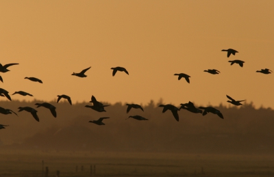 mijn impressie van het birdpixweekend op Terschelling