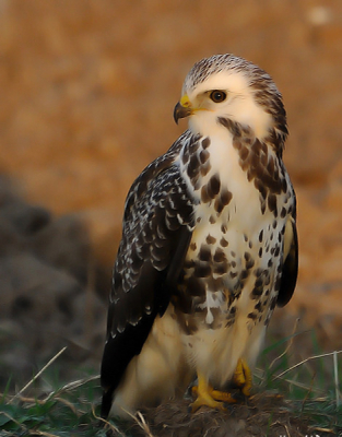 Zocht eingelijk een buizerd op een paal maar zo in zijn element is toch ook leuk. graag even reactie op de bewerking van de foto ben nog beginner alvast bedankt.