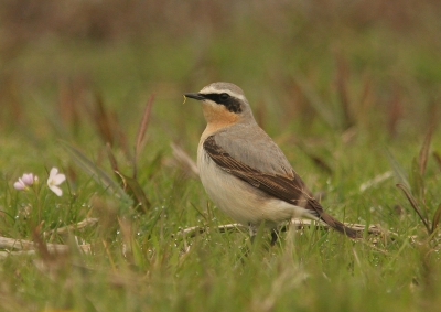 mijn impressie van het birdpixweekend op Terschelling