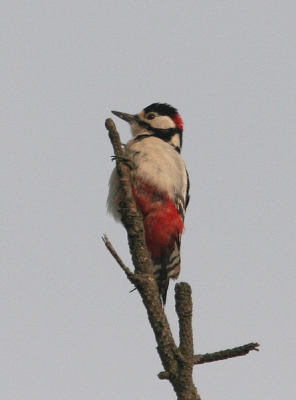 mijn impressie van het birdpixweekend op Terschelling