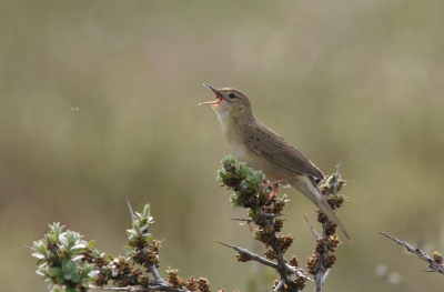 mijn impressie van het birdpixweekend op Terschelling