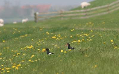 mijn impressie van het birdpixweekend op Terschelling