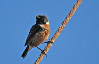 The stonechat vanity at the afternoon sun in Sagres, Portugal.