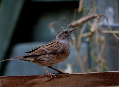 Heggenmus net voodat hij zal wegvliegen. De foto is een klein stukje verkleind vanwege de compositie