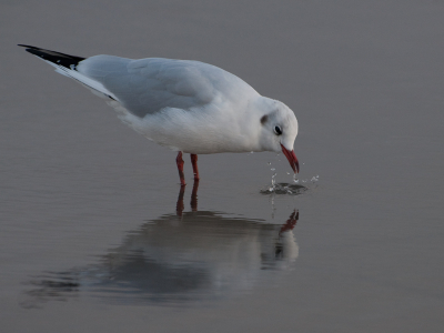 meeuw stond in een plas water en dacht dit is mijn kans met de weerspiegeling in het water.
wil graag julie mening over deze foto.