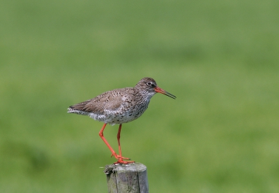 mijn impressie van het birdpixweekend op Terschelling