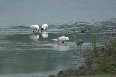 Lepelaars met hun dagelijkse gedrag, geobserveerd door een blauwe reiger.
Zo leer je nog eens wat!