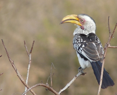 Hier nog een keer een Geelsnaveltok zat naast mijn camper in een boom. Een zeer veel voor komende vogel. Op de camping zijn het schooiers en komen op alles en nog wat af. 

Gr Gert