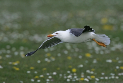 In het voorjaar gaan Kleine Mantelmeeuwen vaak op de weilanden op zoek naar insecten en wormen. Hier een opvliegende vogel met de madeliefjes en paardenbloemen op de achtergrond.