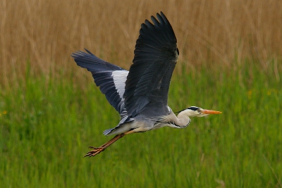 Deze blauwe reiger kon blijkbaar de aanwezigheid  van de grote Zilverreiger niet verdragen en ging prompt in den aanval!