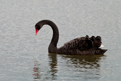 Hierbij mijn eerste Birdpix upload. 
Genomen tijdens donker weer met veel wind.
Begin met een exoot zodat het allen nog maar beter kan worden. 
Had graag een baardmannetje geplaatst maar deze waren me steeds te snel af.