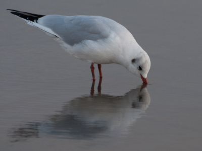 vond dit wel een mooie compositie zo in het water met zijn spiegelbeeld.door het bewegen van de andere meeuwen is het water wat onrustig.graag jullie mening over de foto