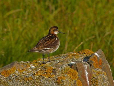Volgens de reisgids waren de vogels op Flatey erg tam. Deze Grauwe Franjepoot was zelfs zo 'tam' dat hij ons probeerde aan te vallen!