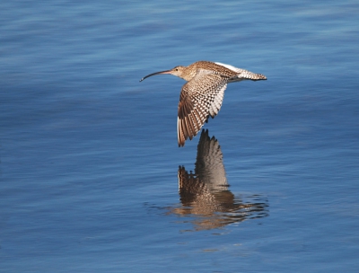 In de havenmond van Aberdeen is het prima vogels kijken. Mooie grote vogel toch zo'n Wulp.