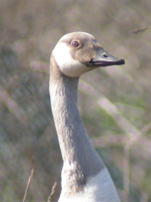 <i class='fa fa-user'></i> cor | Grote Canadese Gans  <i class='fa fa-eye'> 310</i>   <i class='fa fa-comment-o'> 0</i>