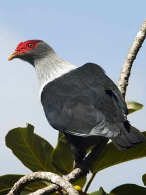 Deze Seychellen-blauwe Duif is ook een van de voor de Seychellen endemische soorten die op het eiland Cousin voorkomt. Ze zijn itt de andere Seychellese vogelsoorten redelijk schuw. Een leuk extraatje van deze vogel is dat hij in het Creools "Dutch bird" wordt genoemd.