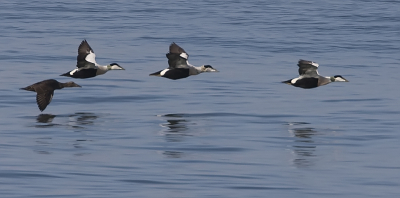 Het was vandaag prachtig weer om op de dijk te zitten.
En als er dan ook nog een groepje Eiders over het water scheert, kan het helemaal niet meer stuk. Je ziet ze niet vaak in vliegbeeld op de foto.