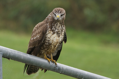Hier een foto die bewijst dat de buizerd niet geringd is.