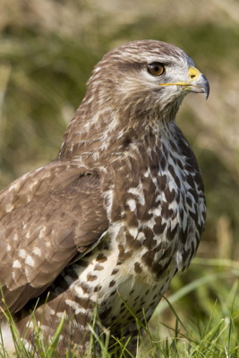 Deze mooie Buizerd heeft geposeerd alsof het de normaalste zaak van de wereld is dat een aantal fotografen als paparazzi om deze mooie jagers staan.