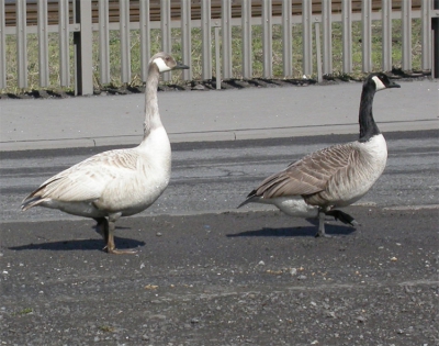 <i class='fa fa-user'></i> cor | Grote Canadese Gans  <i class='fa fa-eye'> 447</i>   <i class='fa fa-comment-o'> 0</i>
