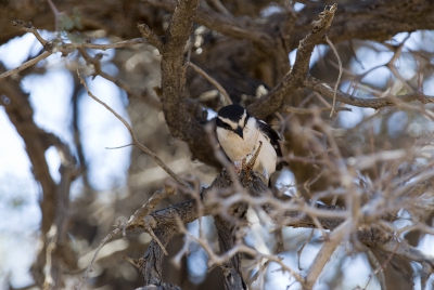 volgens gids is dit een bru bru maar kan deze op internet niet als zodanig vinden. Weet niet wat het wel is. Genomen in de buurt van zandduinen in Namibi.