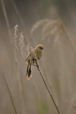 Voor het eerst op die locatie om te gaan verkennen kwam ik hele leuke vogels tegen. Ik kon het toen al niet laten om een plaatje te schieten. Wel jammer dat deze Baardman aan de kant van de zon ging zitten. Dat was niet bevoordelijk voor de kwaliteit. Binnenkort ga ik er uitgebreid voor zitten.
