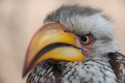 Deze brutale vlegels worden helaas zo vaak gevoerd dat ze een overlast worden, wel voordelig voor een close-up