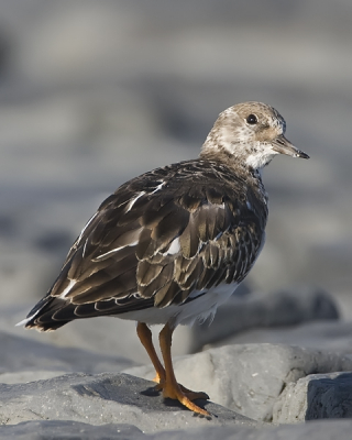 Deze Steenloper zat lekker in het zonnetje op de dijk, toen plotseling zijn aandacht werd afgeleid door iets in de lucht.