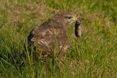 Bij toeval ontdekte ik de 'tamme' OVP buizerd. Mijn aandacht werd getrokken door de vele fotografen. Ik schaarde me bij hen en kon vastleggen hoe de buizerd een flinke muis ving en deze luttele seconden later in zijn geheel doorslikte.
