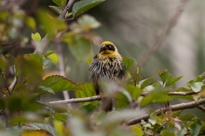 Deze foto heb ik genomen in Addis Ababa. De nederlandse naam heb ik nog niet kunnen ontdekken, maar het is gewoon een leuke vogel om te zien. Het had net geregend vandaar dat hij zo'n natte kop heeft.