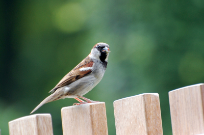 Mijn favoriete vogeltje, kan ik lang naar kijken. TIjdens een koffiestop bij een fietstochtje bleef hij lang genoeg zitten om even op de foto te kunnen