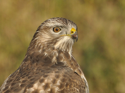 was al een tijdje opzoek naar een close up van de vogel maar dan eindelijk gelukt.