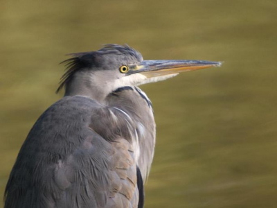 Had deze dag een nieuwe telelens gekocht (Sigma 50-500 mm F4-6.3 APO DG). 

Dit is een van de eerste foto's die hier mee gemaakt zijn

Olympus E-420 met Sigma 50-500 mm op 500 mm, f/6,3, 1/100 sec. 400 iso