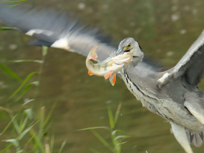 Deze reiger nam met kleiner geen genoegen.
Jammer genoeg verkoos hij een plek in het riet om de vis te verorberen. Dat vergde overigens wel enige tijd.