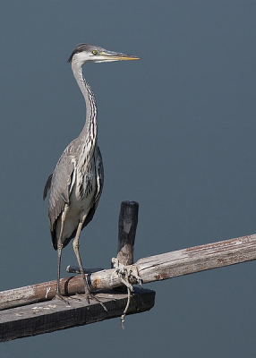 The old boats are good place for the Grey Herons to relax.