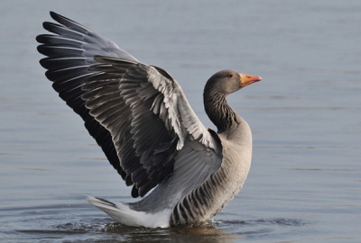 Grauwe gans in het winterzonnetje.
Jammer dat de fantastische vogelhut er niet meer is.
Hopelijk komt er snel een nieuwe