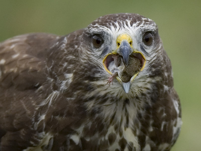 Deze buizerd [je weet wel] had blijkbaar nog niet genoeg gegeten. Voormij zittend liet ie even zien hoe dat nu precies in z'n werk gaat. Bek open en slikken maar.