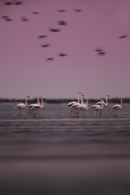 Zonsopkomst bij 1 van de grotere meren.
Gemaakt liggend op een strand samen met extreem veel muggen. Zonder bivak en handschoenen zou ik daar niet kunnen liggen.
Flamigo,s bleken soms niewsgierig te zijn geworden door het geluid van de sluiter.